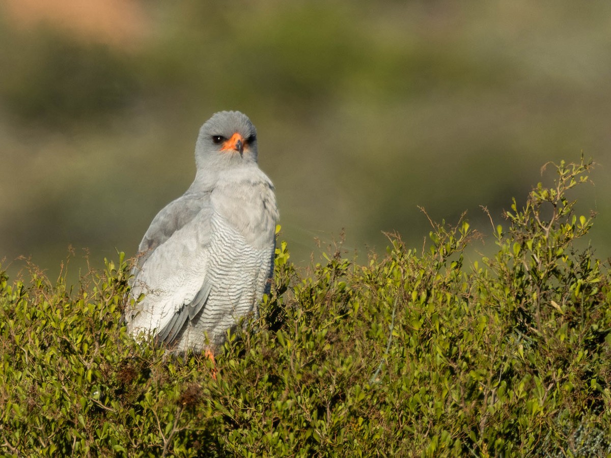 Pale Chanting-Goshawk - ML620795031