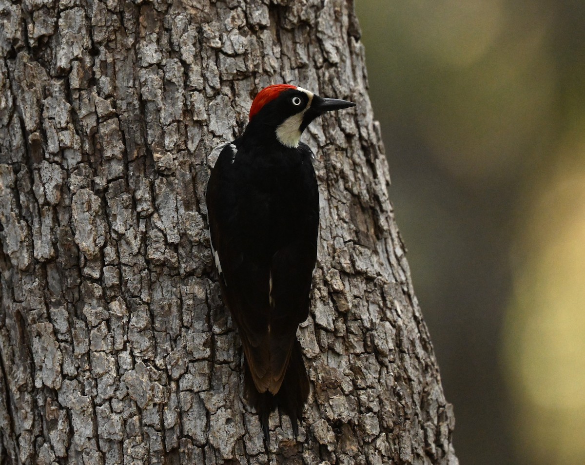 Acorn Woodpecker - ML620795032