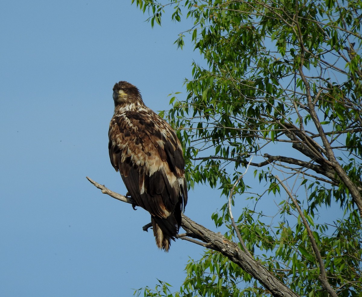 Bald Eagle - ML620795034