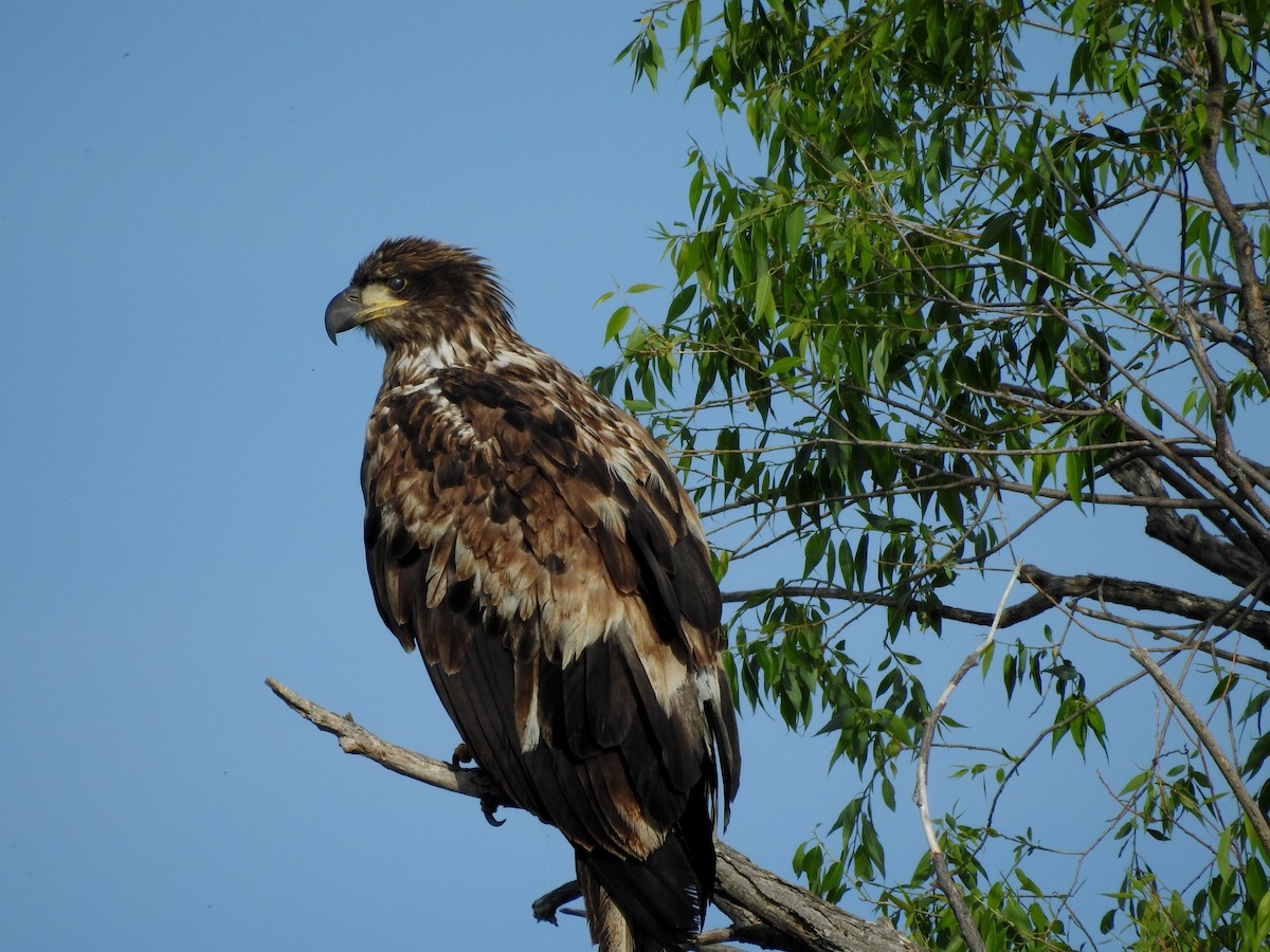 Bald Eagle - Shane Sater