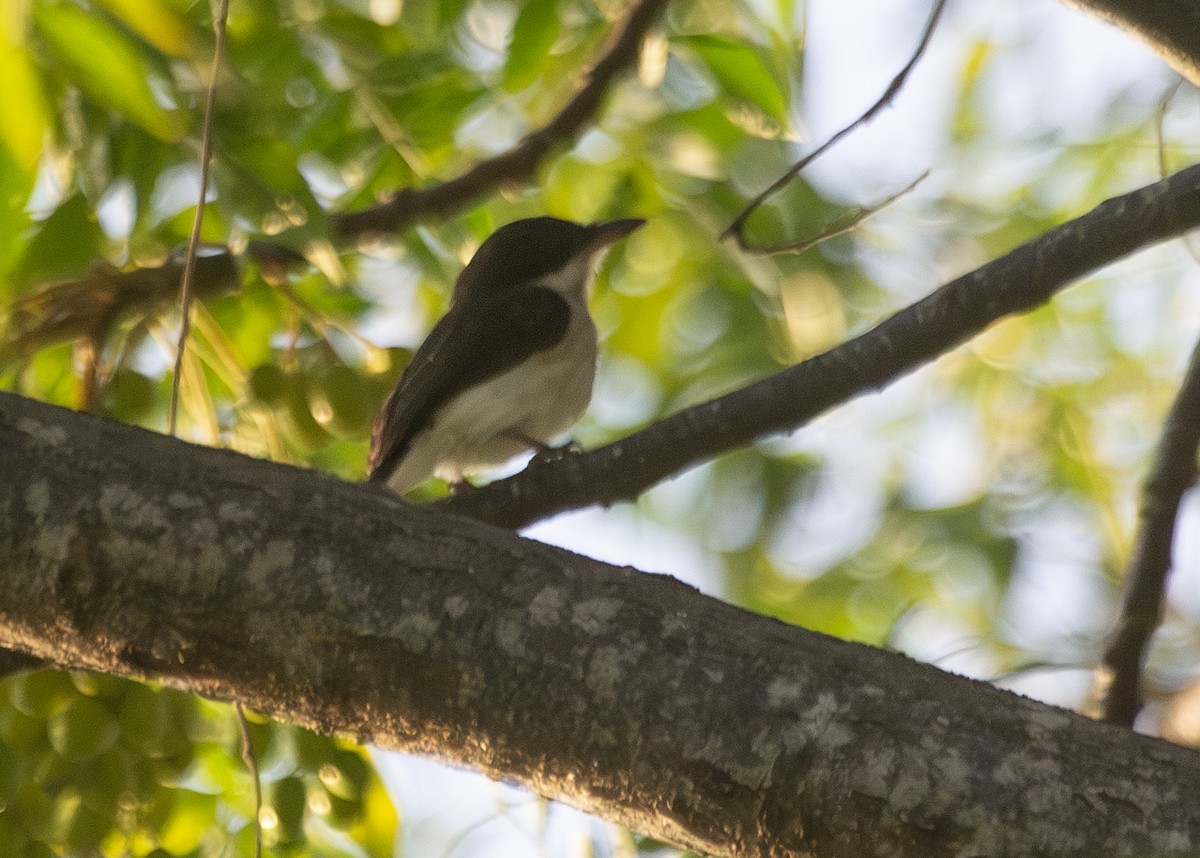 Black-winged Flycatcher-shrike - ML620795036