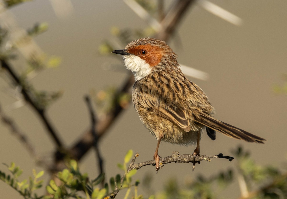 Rufous-eared Warbler - Garret Skead