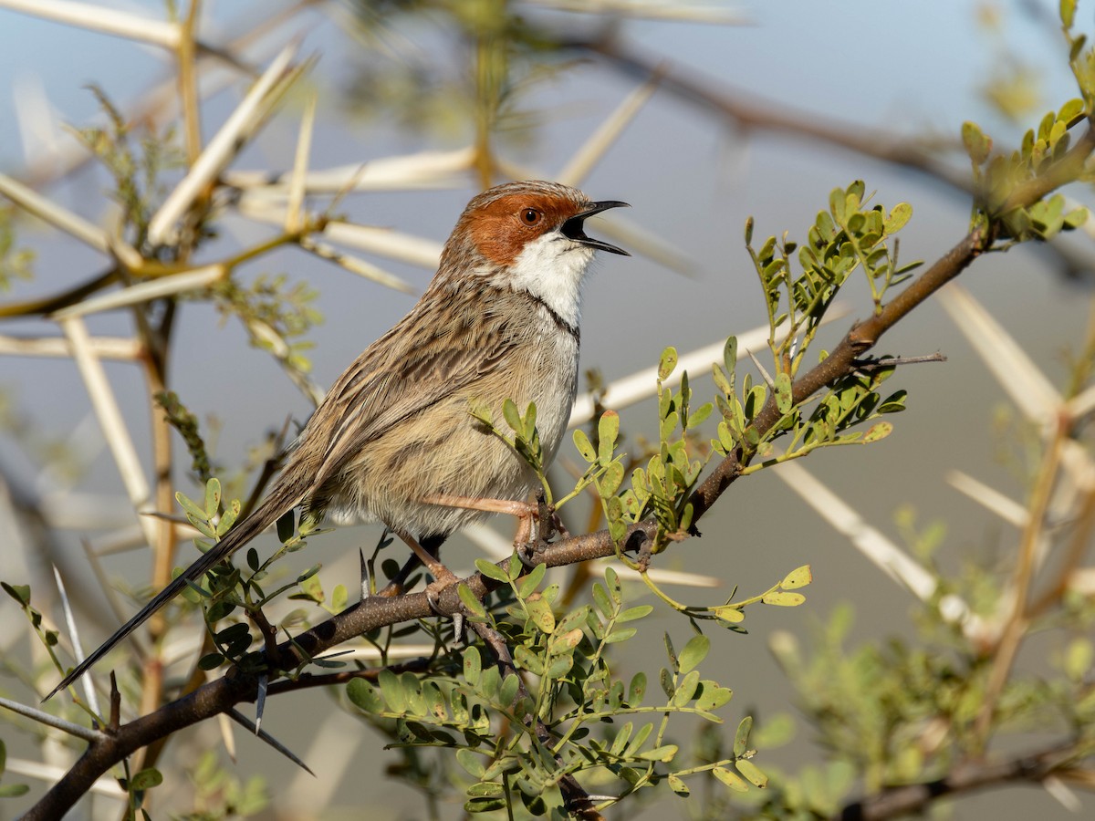 Rufous-eared Warbler - ML620795039