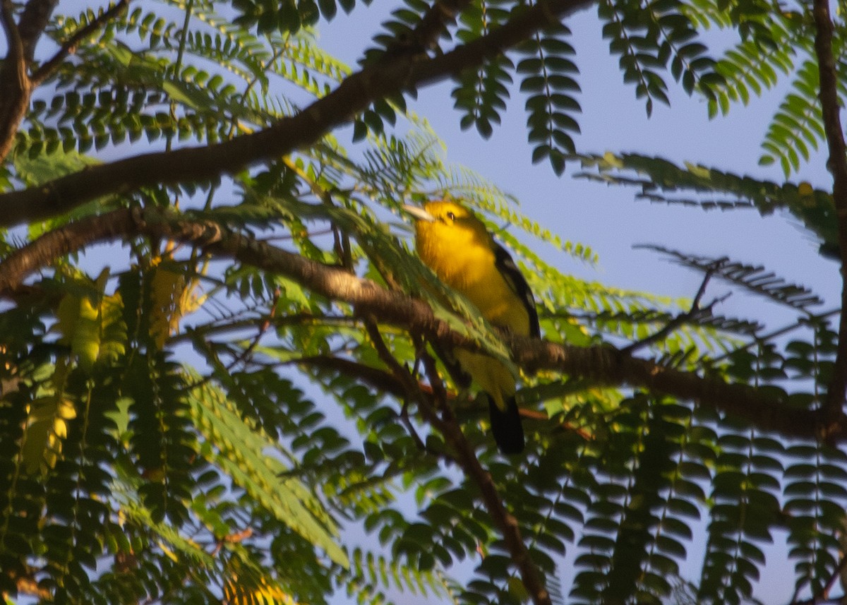 Common Iora - ML620795041