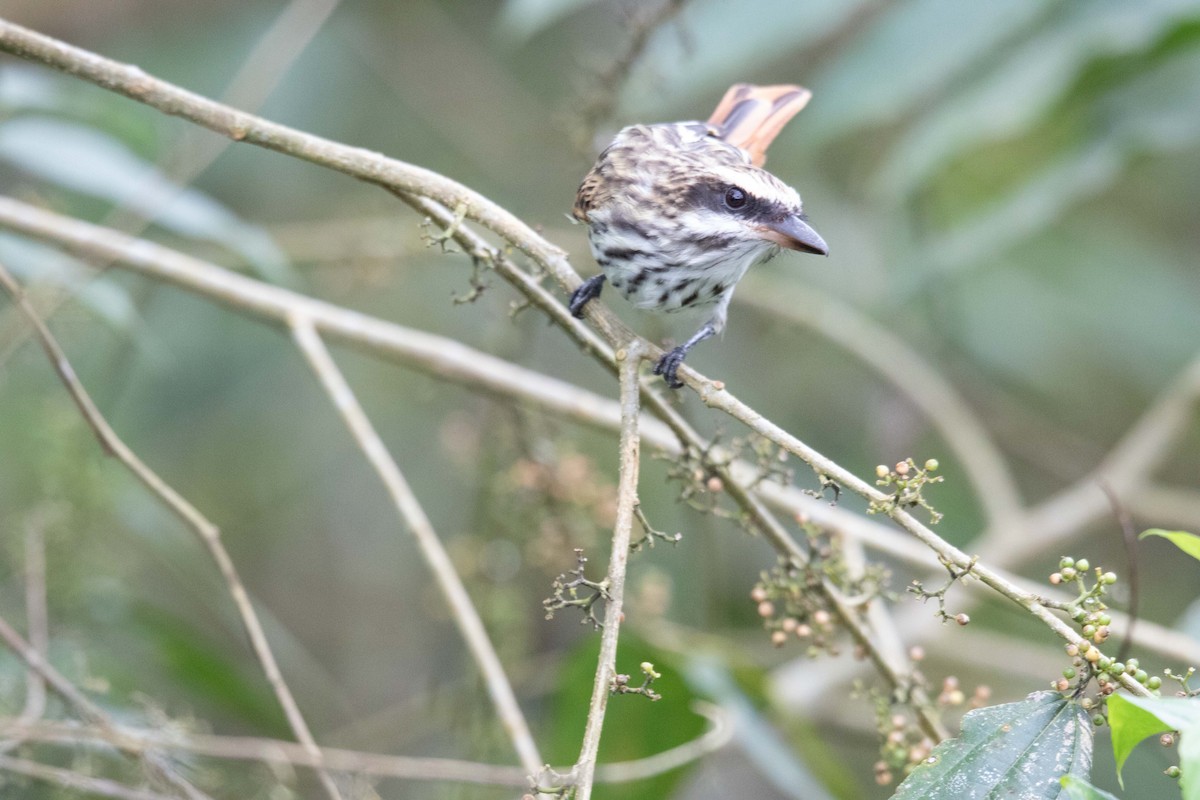 Streaked Flycatcher - ML620795042