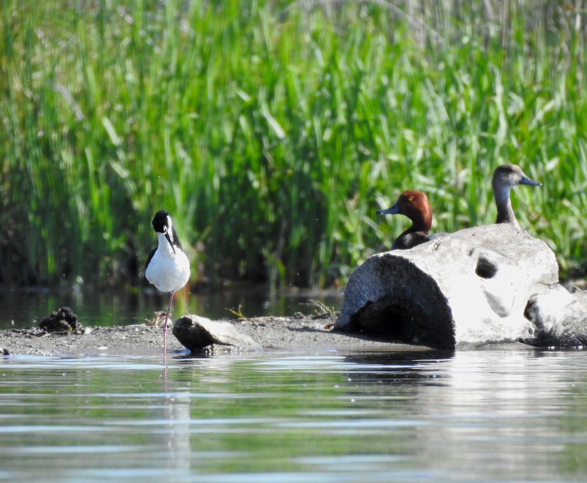 Black-necked Stilt - ML620795043