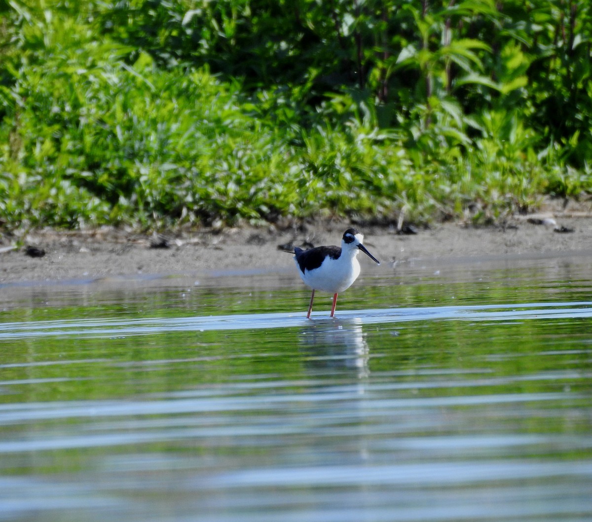 Black-necked Stilt - ML620795044