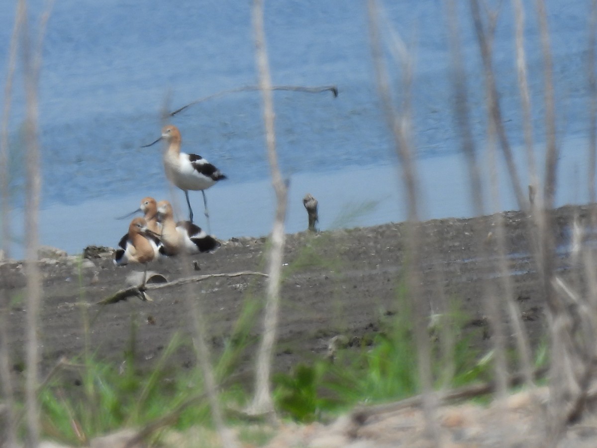 Avoceta Americana - ML620795045