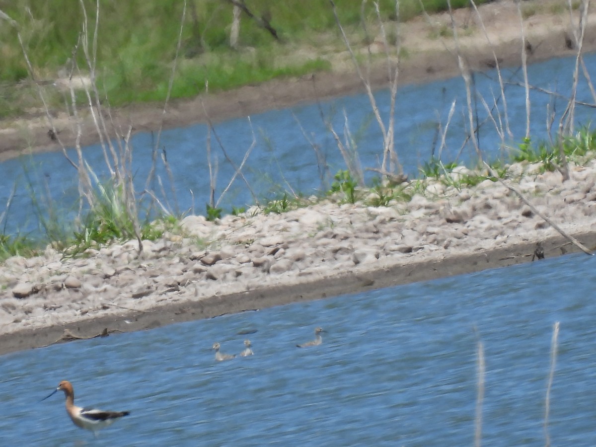 Avocette d'Amérique - ML620795046