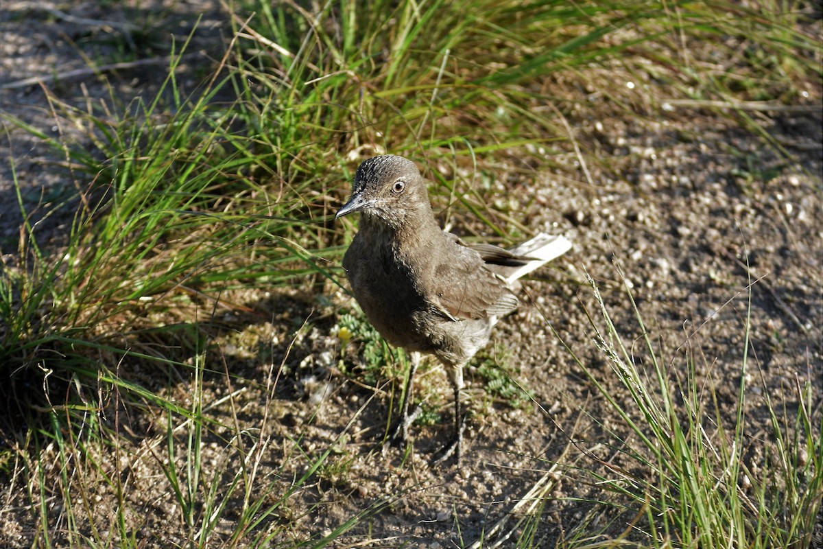 Black-billed Shrike-Tyrant - ML620795048