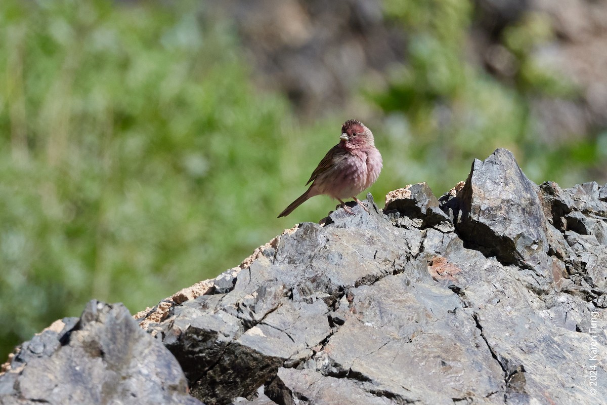 Chinese Beautiful Rosefinch - ML620795049