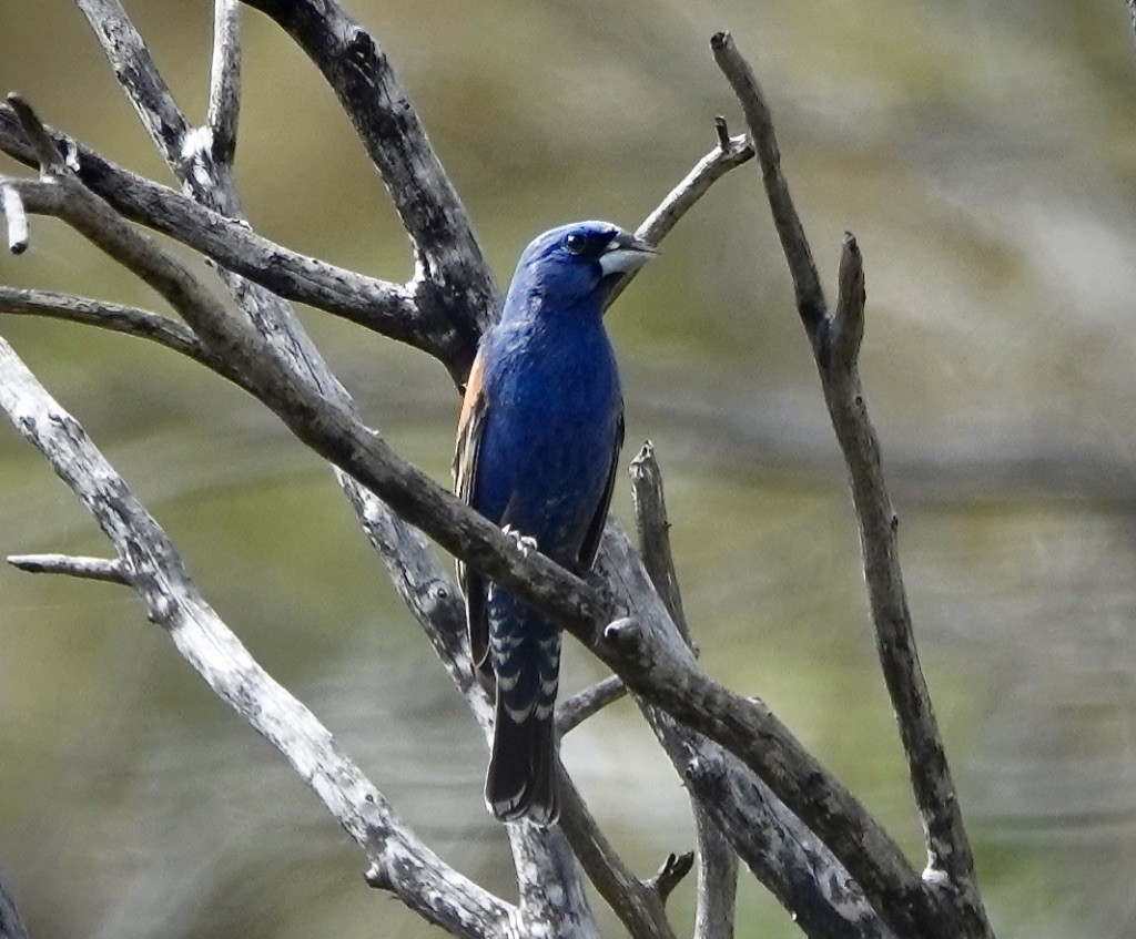 Blue Grosbeak - ML620795051