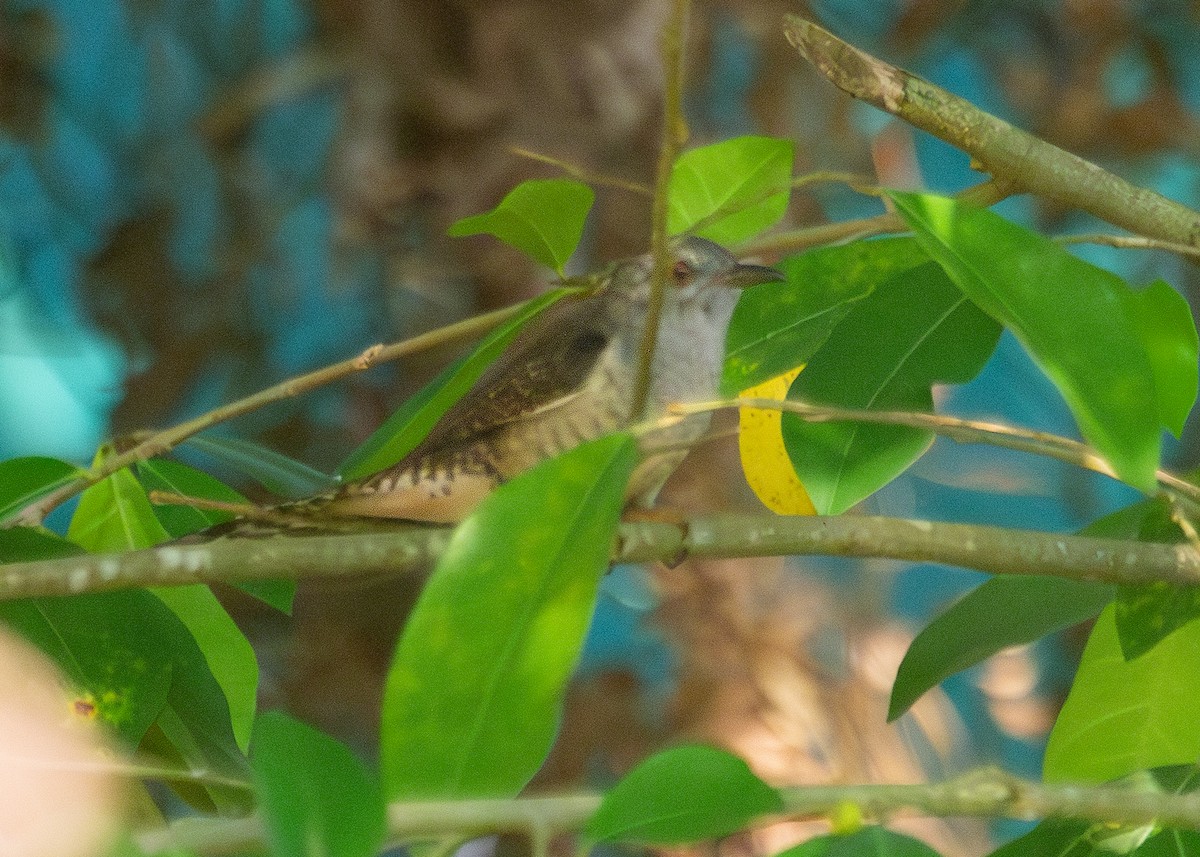 Plaintive Cuckoo - ML620795053