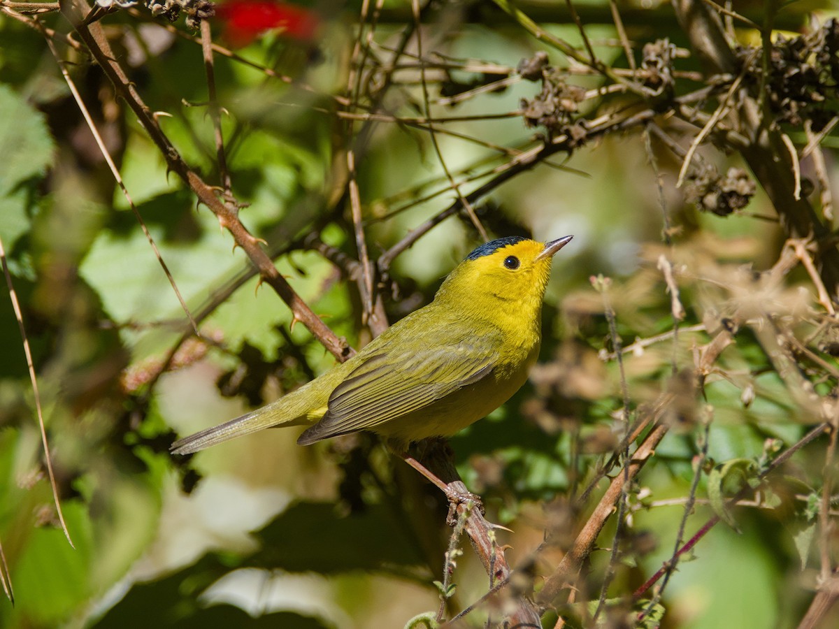 Wilson's Warbler - ML620795055