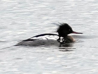 Red-breasted Merganser - ML620795056