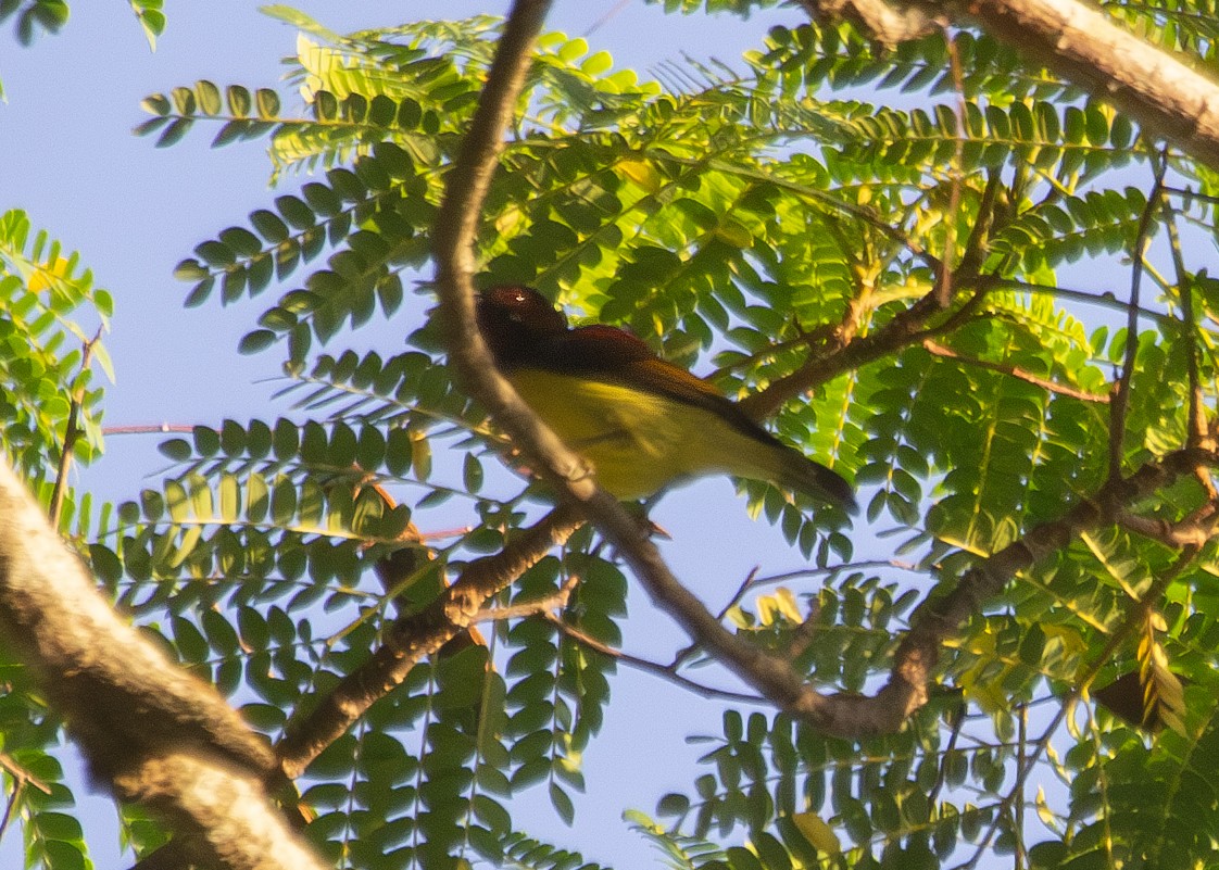 Brown-throated Sunbird - ML620795059