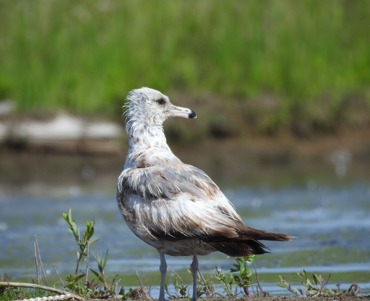 California Gull - ML620795061