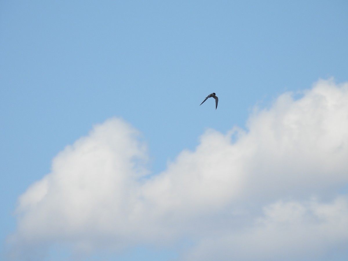 Least Tern - Christopher Daniels