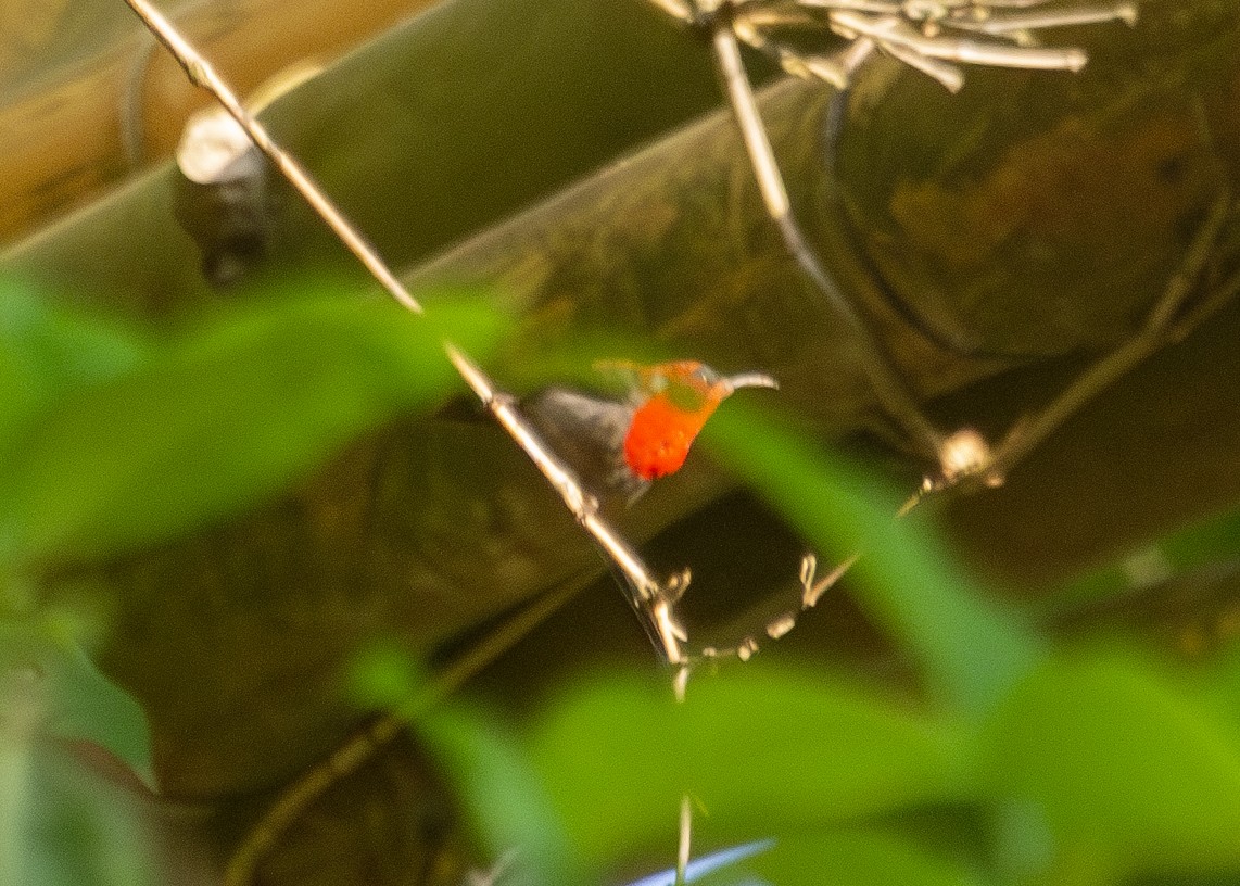 Crimson Sunbird (Crimson) - ML620795086