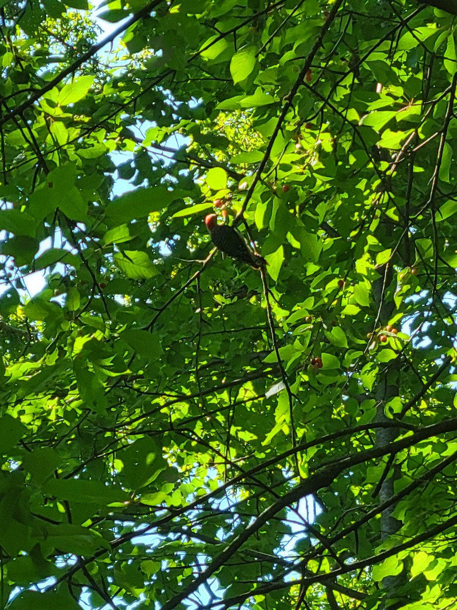 Red-bellied Woodpecker - samantha richter