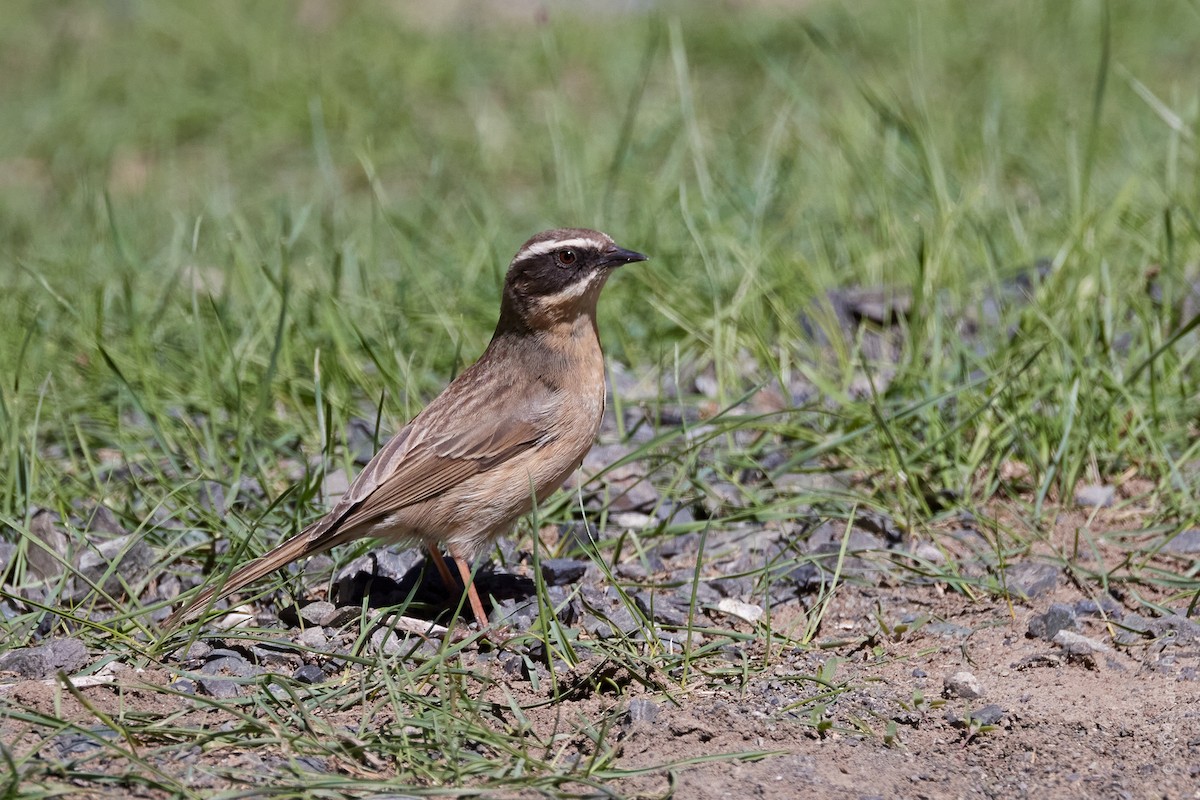 Brown Accentor - ML620795121