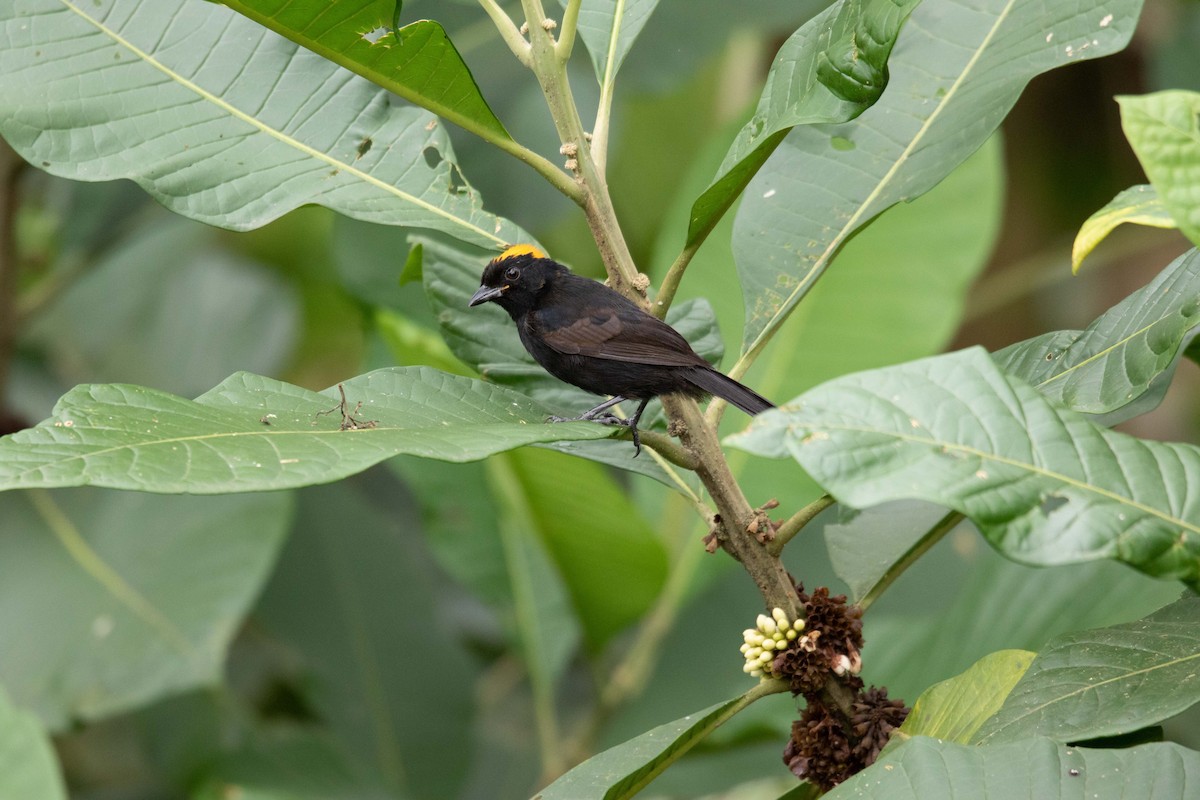 Tawny-crested Tanager - ML620795124