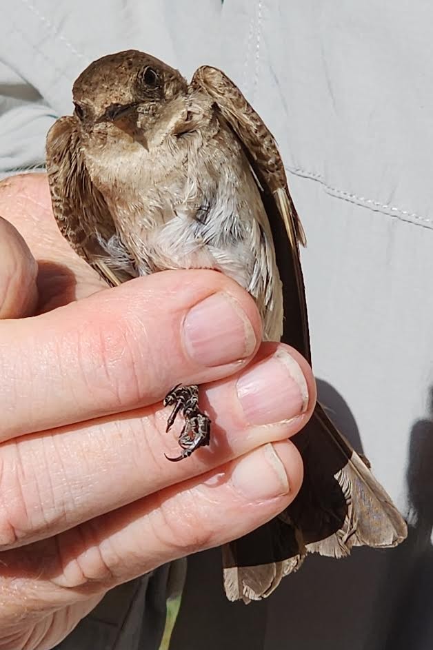 Northern Rough-winged Swallow - ML620795136