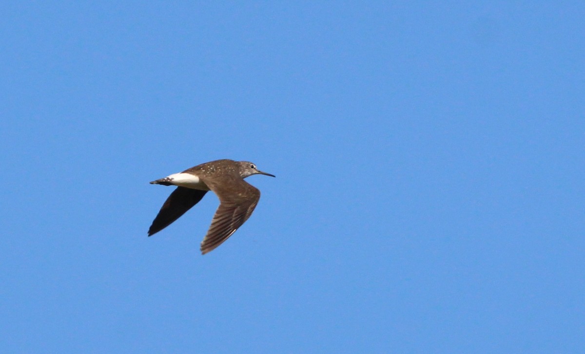 Green Sandpiper - ML620795139