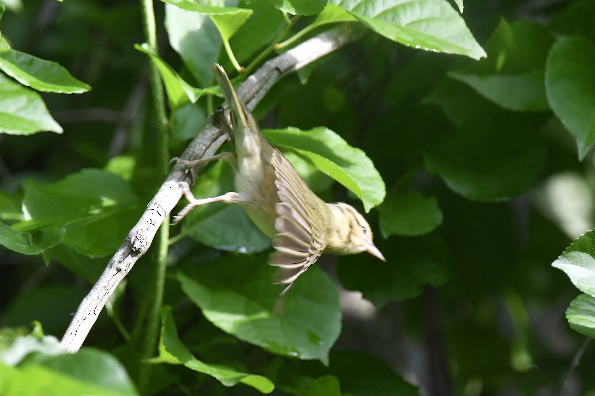 Worm-eating Warbler - ML620795146