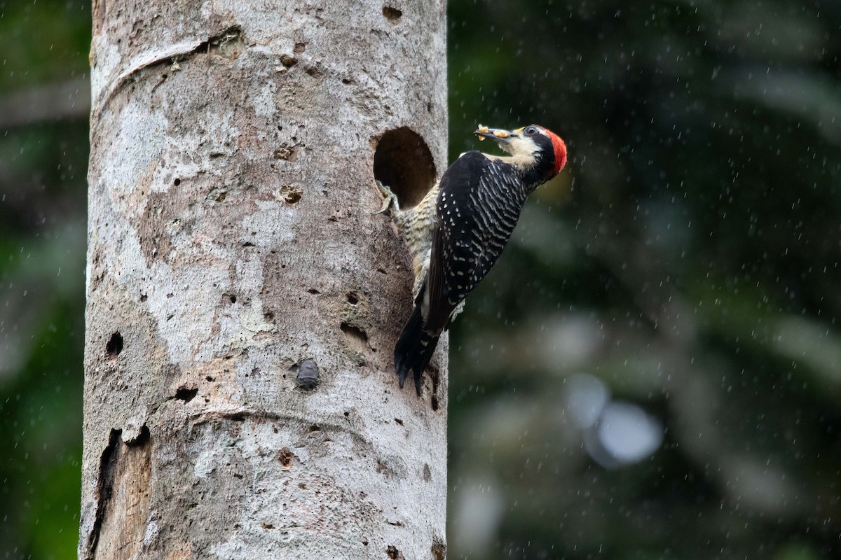 Black-cheeked Woodpecker - ML620795147