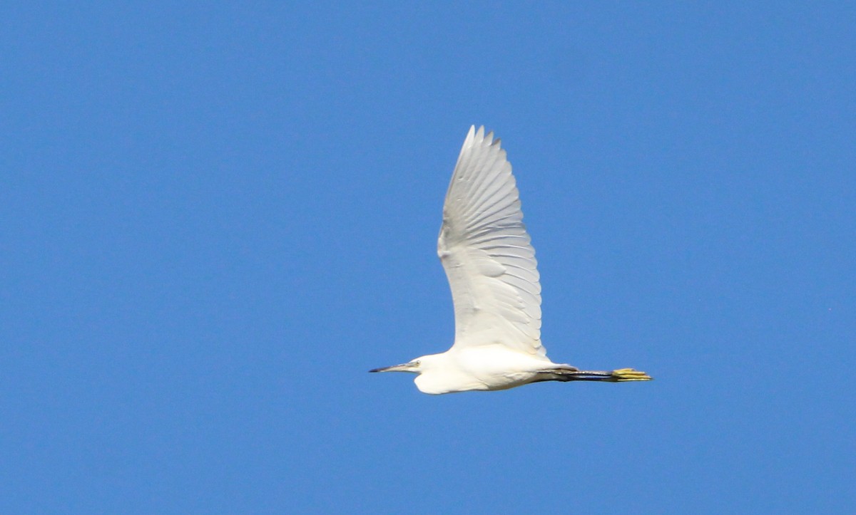 Little Egret - ML620795148