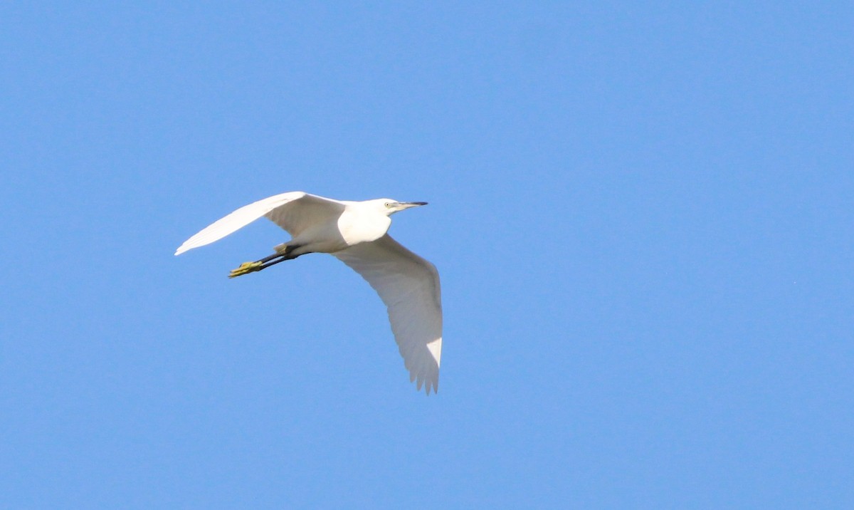 Little Egret - ML620795149