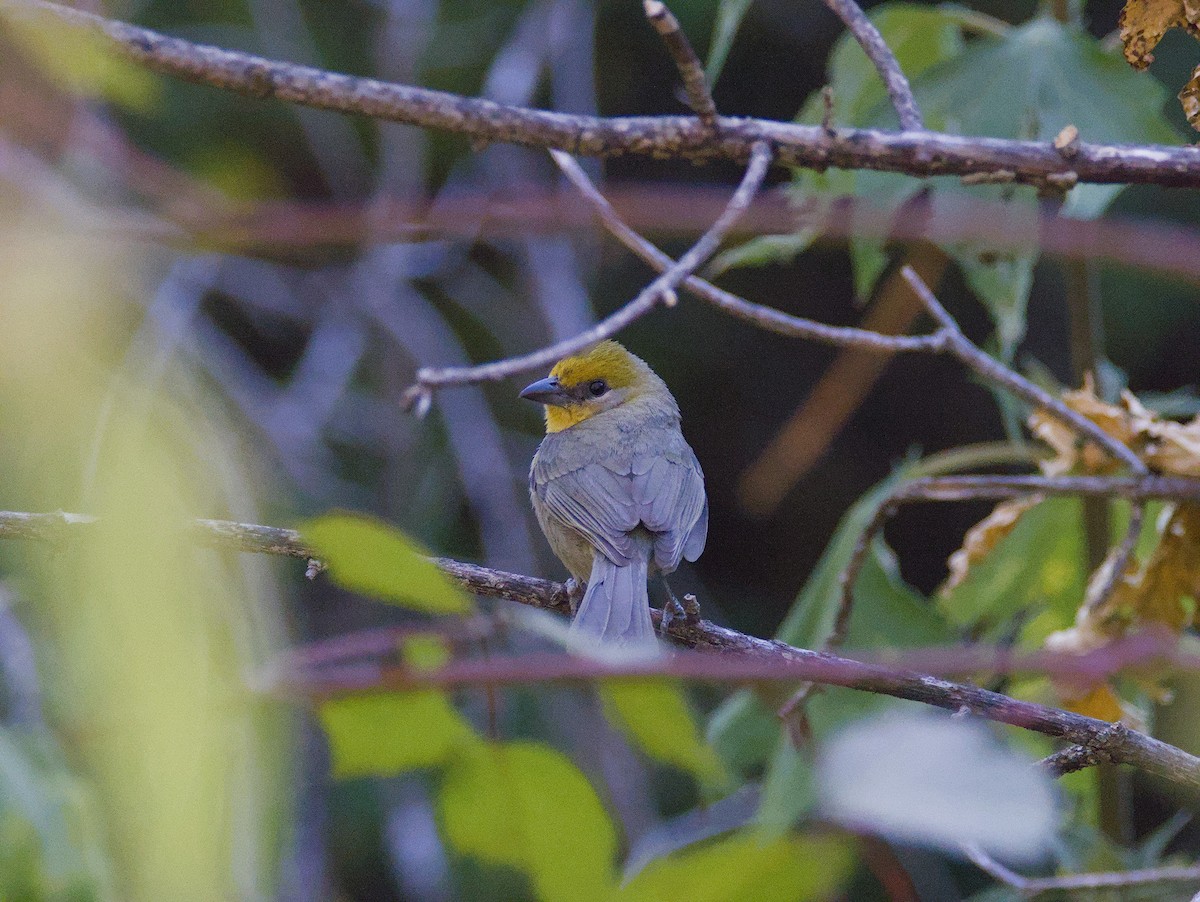 Red-headed Tanager - ML620795150