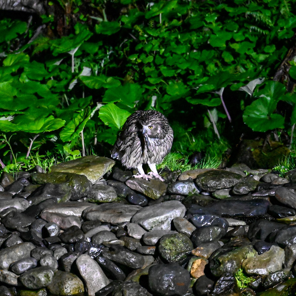 Blakiston's Fish-Owl - ML620795152