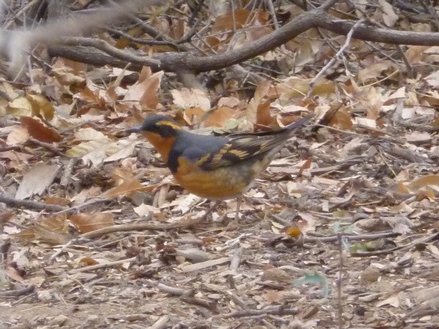 Varied Thrush - ML620795153