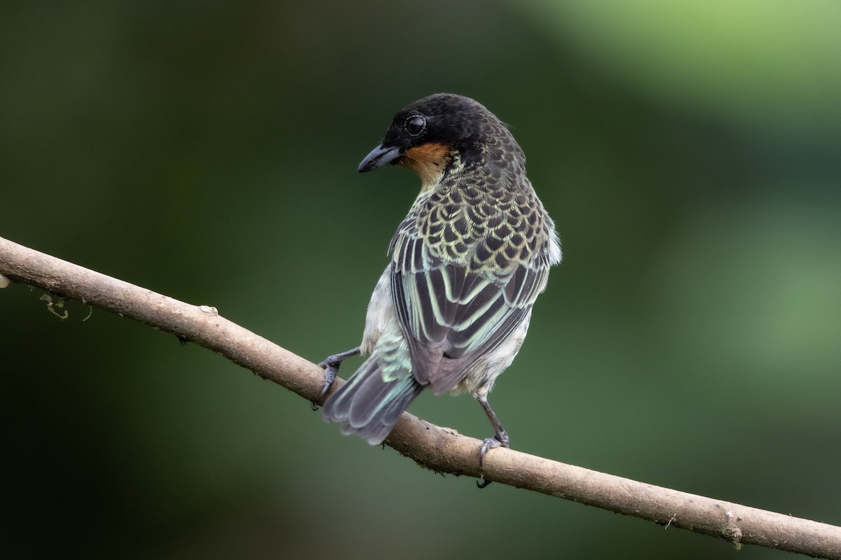 Rufous-throated Tanager - ML620795154