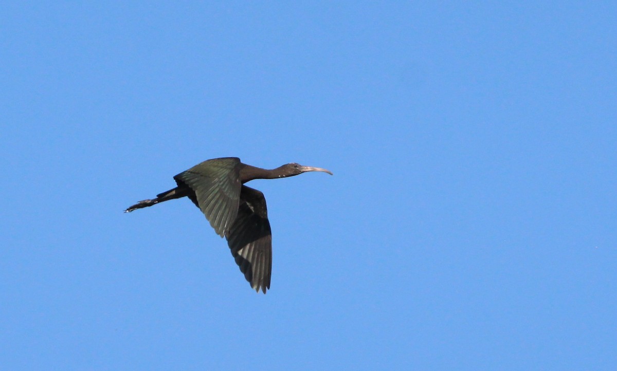 Glossy Ibis - ML620795156