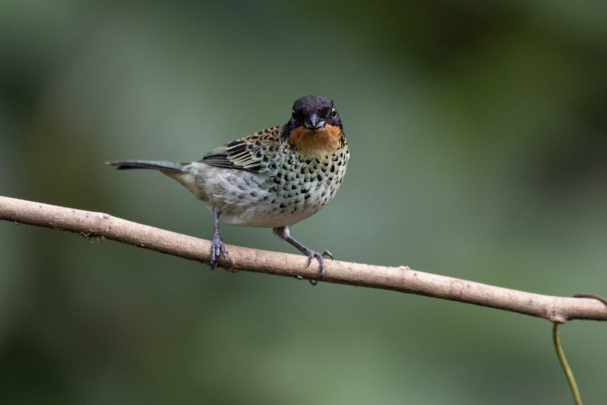 Rufous-throated Tanager - ML620795157