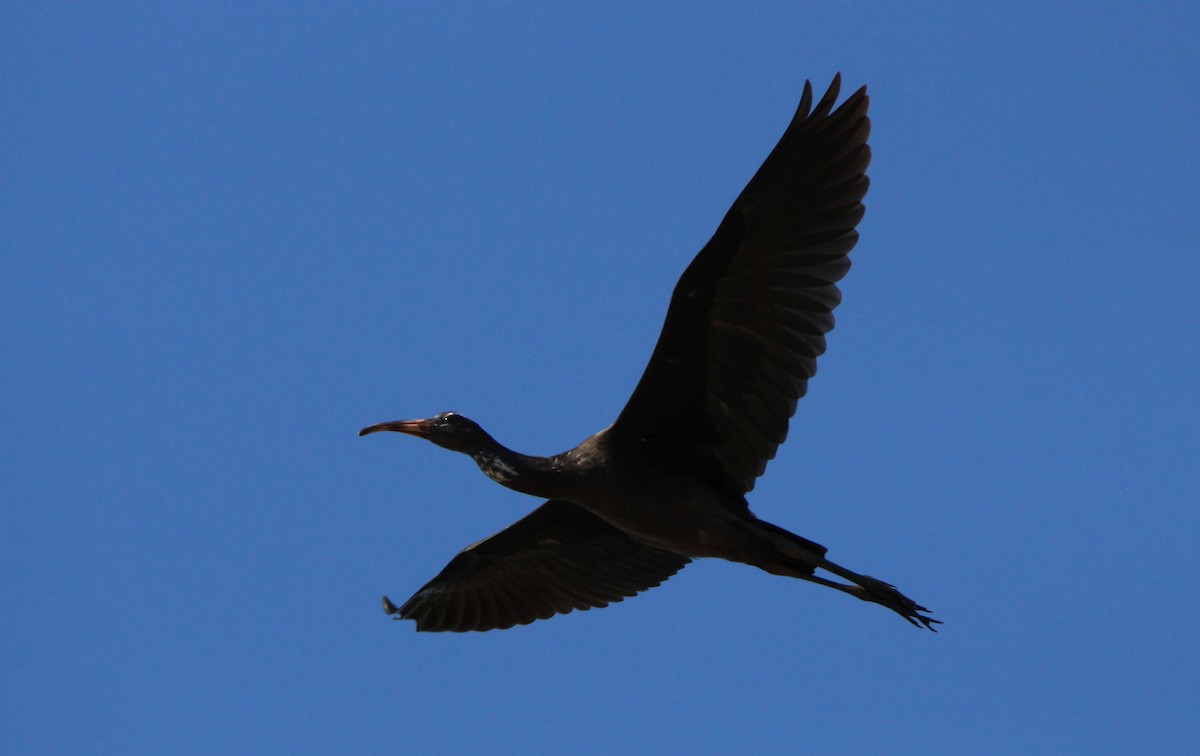 Glossy Ibis - ML620795158