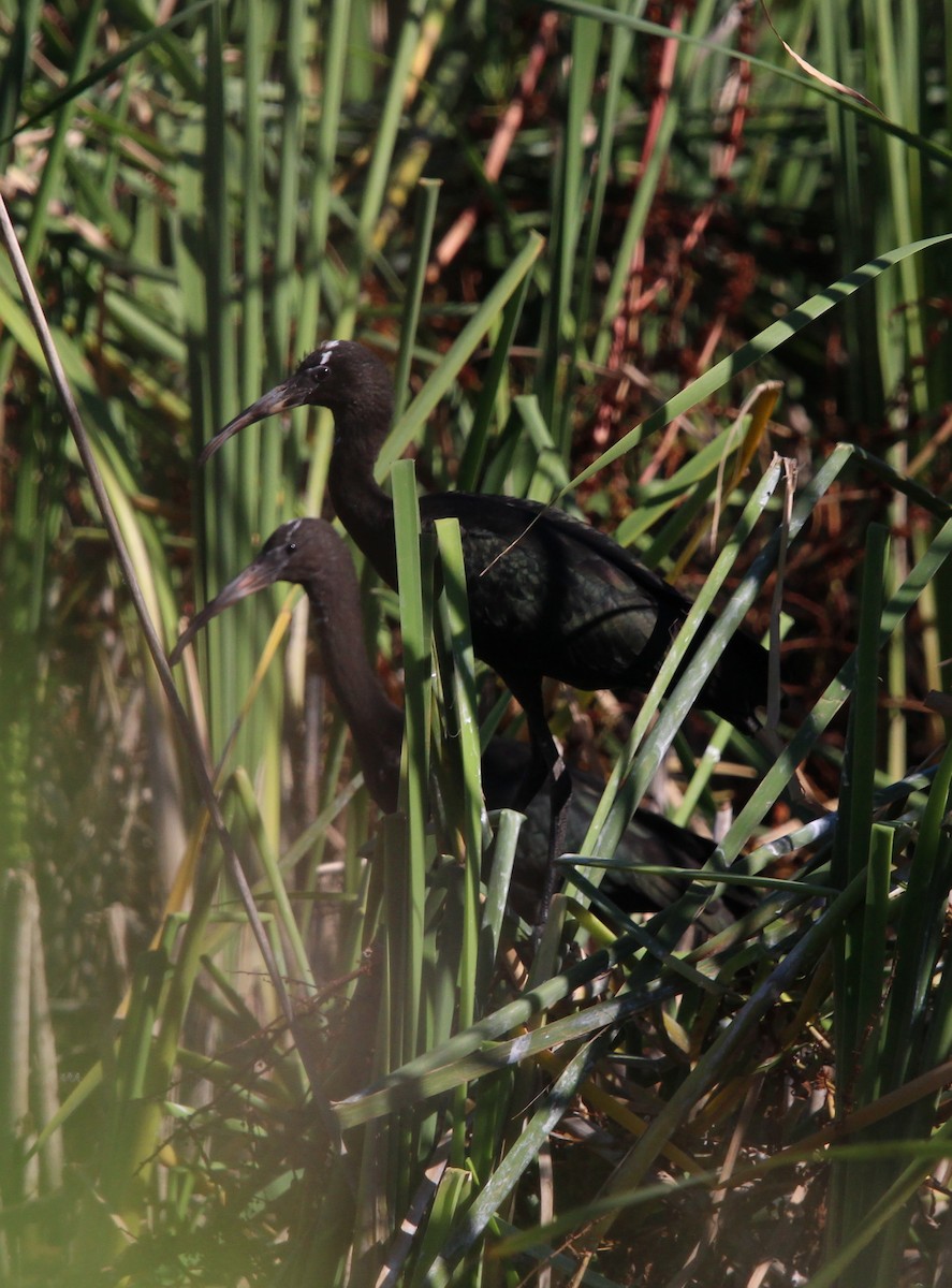 ibis hnědý - ML620795159