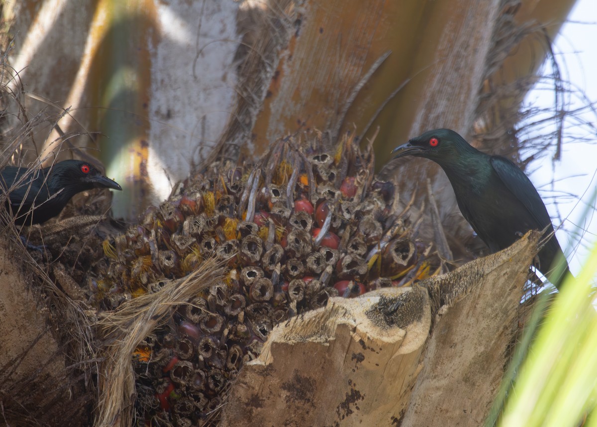 Asian Glossy Starling - ML620795160