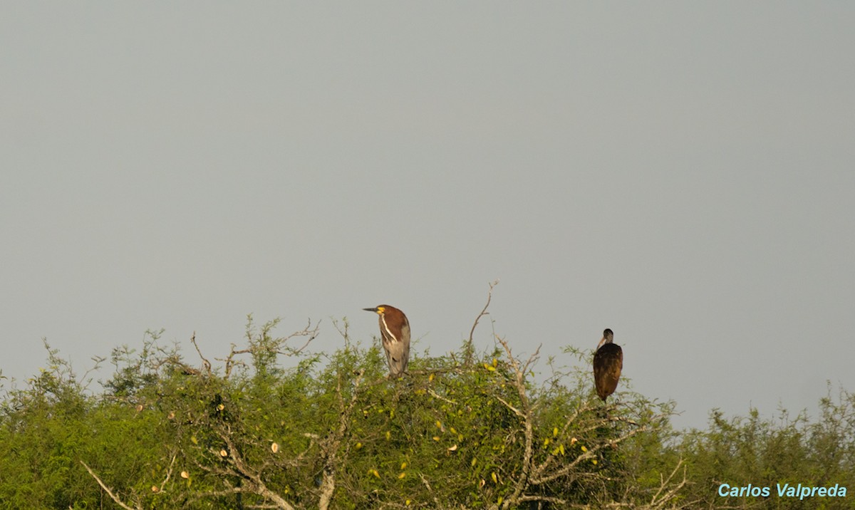 Limpkin - Carlos Valpreda