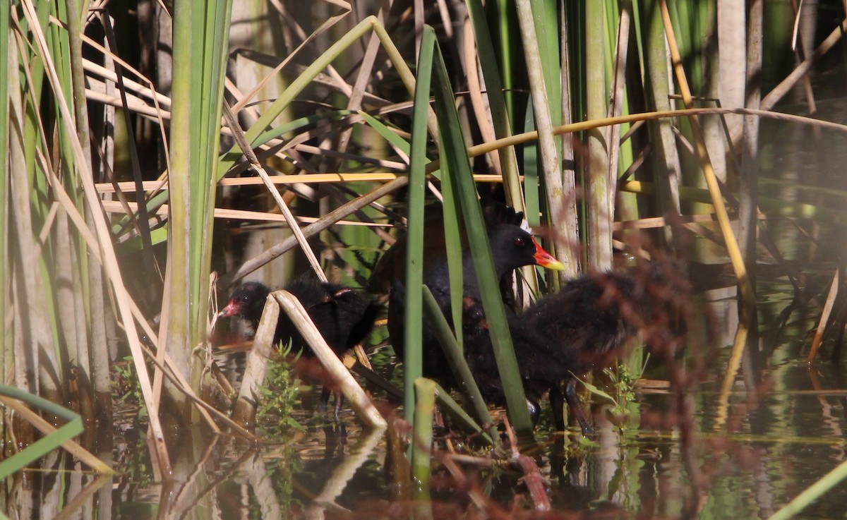 Gallinule poule-d'eau - ML620795163