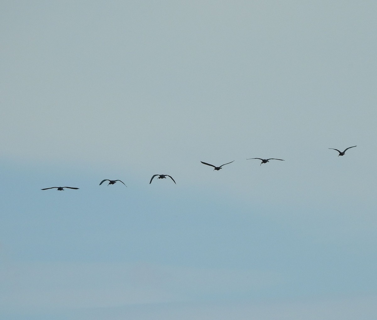 White-faced Ibis - ML620795164