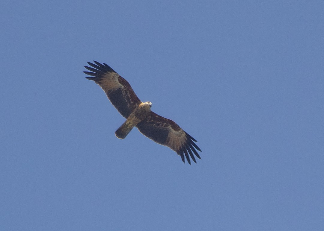 Brahminy Kite - ML620795165