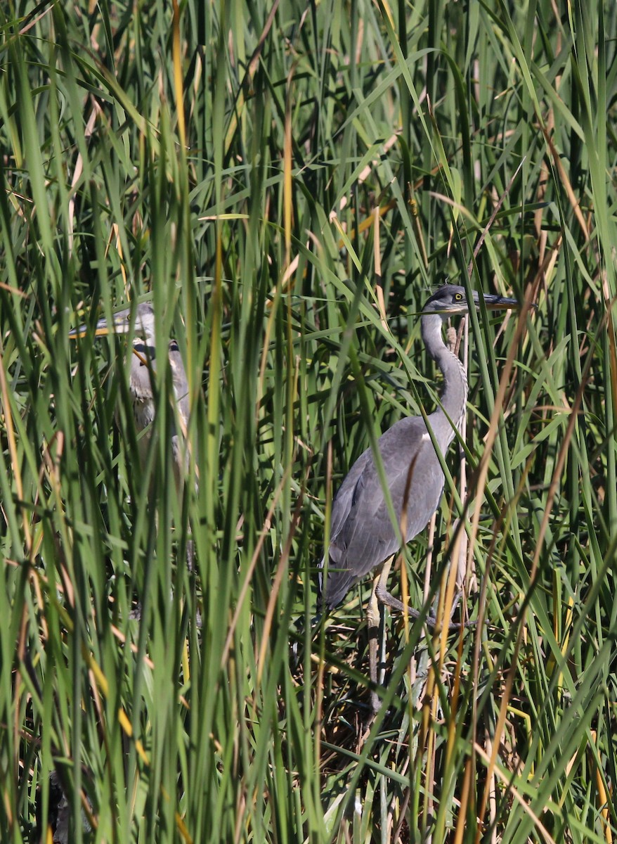 Gray Heron - ML620795166