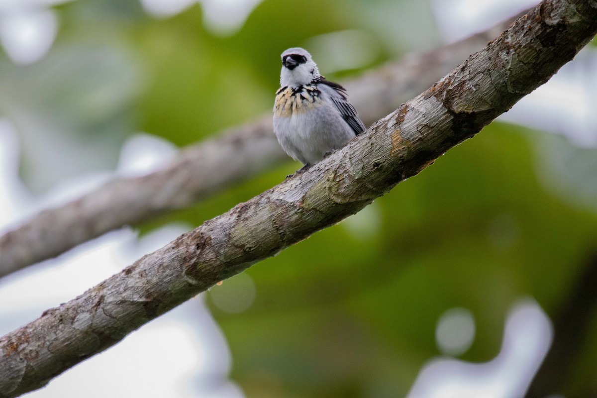 Gray-and-gold Tanager - ML620795168