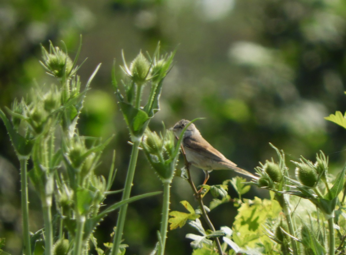 Greater Whitethroat - ML620795169