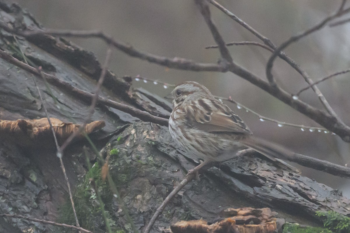 Song Sparrow - ML620795170