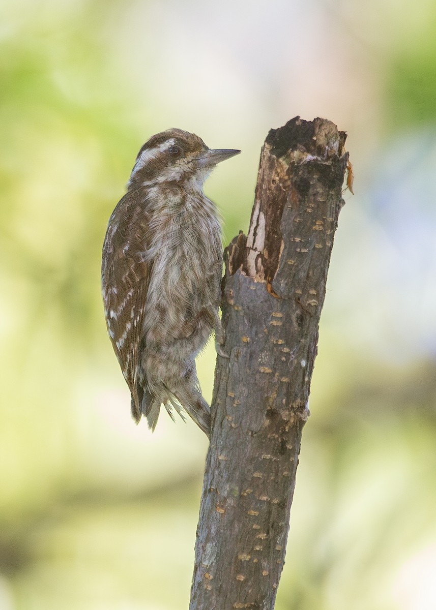 Sunda Pygmy Woodpecker - Nathaniel Dargue